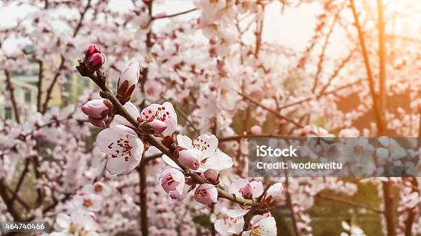 Flowering Cherry Tree Branch In Spring Stock Photo - Download Image Now - Cherry Blossom, Tree, 2015