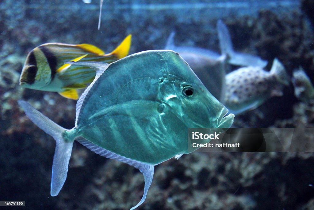 Big fish Sea life 2015 Stock Photo