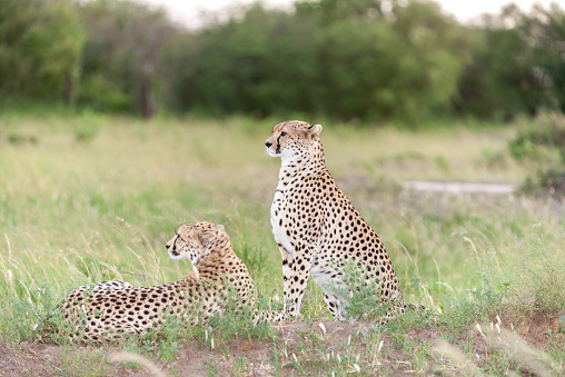 Close-up portrait of a  two cheetahs on a background of savanna