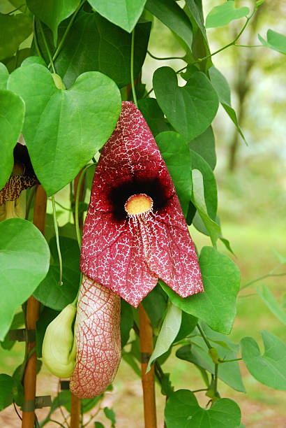 istock Blooming Aristolochia grandiflora 464742490