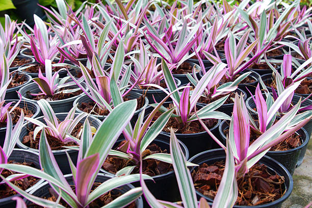 istock Ornamental varieties for gardening 464742620