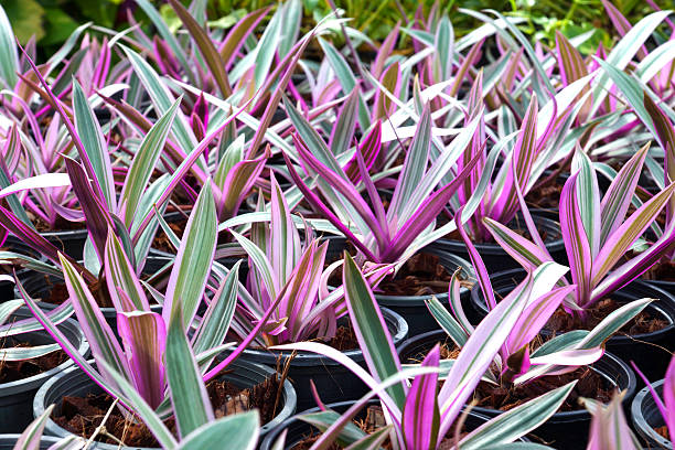 istock Ornamental varieties for gardening 464742626