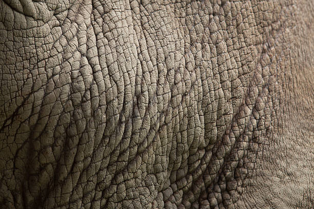 istock Skin Rhino. texture background 464745188