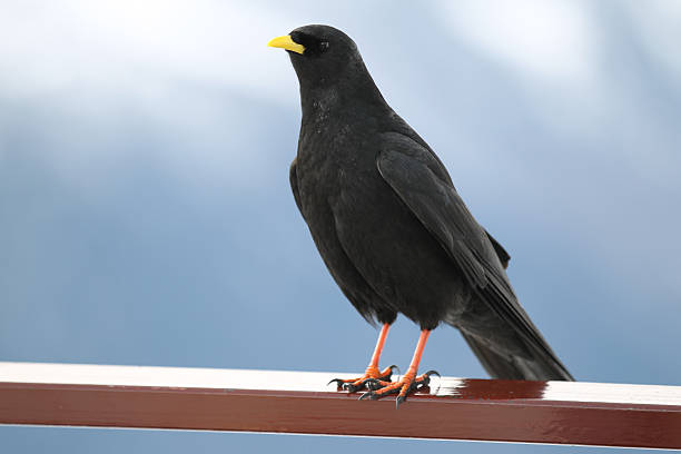 istock black bird with a yellow beak and orange legs 464749634