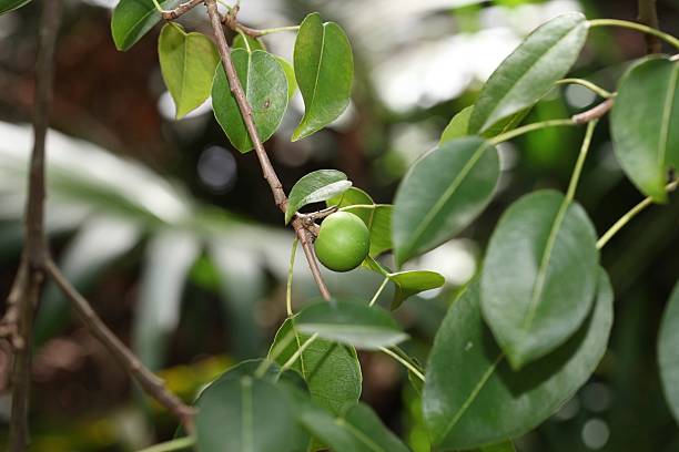 manchineel ツリー - rosids ストックフォトと画像