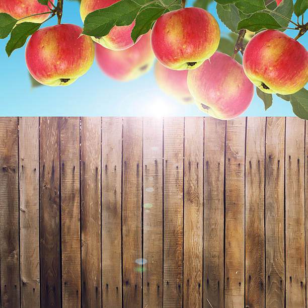 Wooden bright fence. Behind the fence, a tree with red apples.