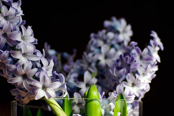 istock Hyacinth in vase 464750768