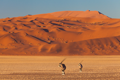 Early morning view on oryx gazellas in front of big sand dunes at the famous landmark Sossusvlei, Namib Desert, Namib Naukluft Park, Namibia