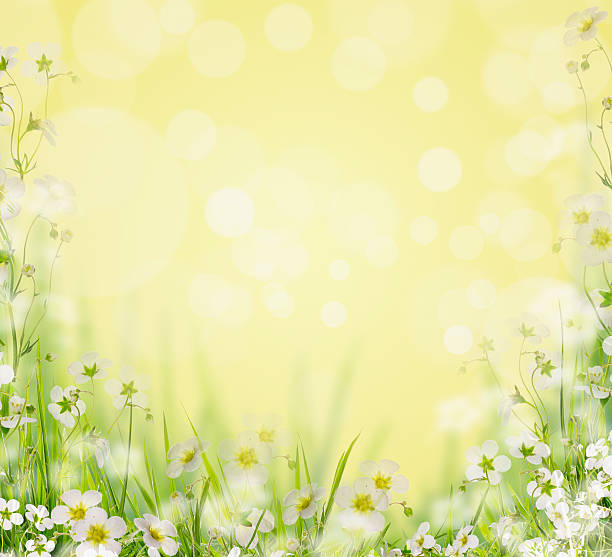 istock Grass with white flowers blurred nature background, floral border 464753650