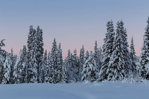 istock Arctic Sweden winter snow covered trees in forest 464754944