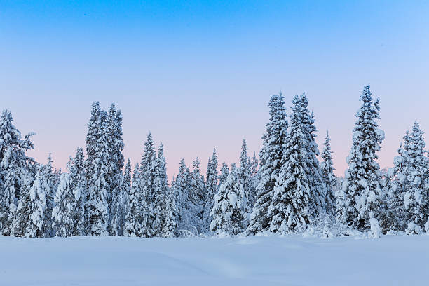 istock Arctic Sweden winter snow covered trees in forest 464754946
