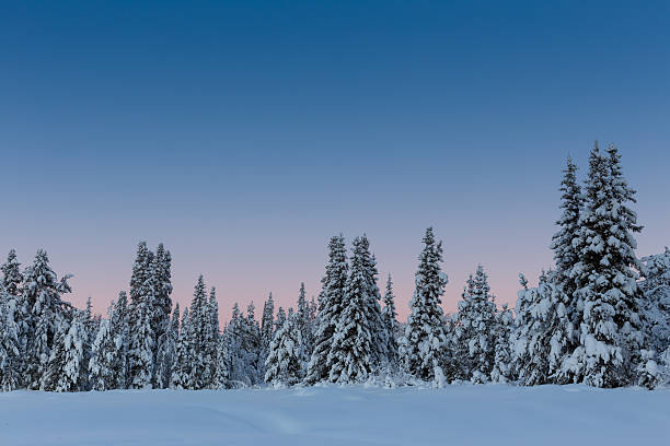 istock Arctic Sweden winter snow covered trees in forest 464754950