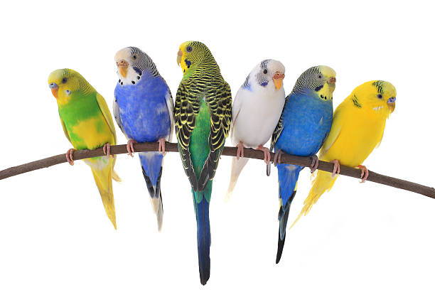 Group of six colorful budgie birds sitting on a tree branch budgerigars australian parakeets isolated on white background budgerigar photos stock pictures, royalty-free photos & images