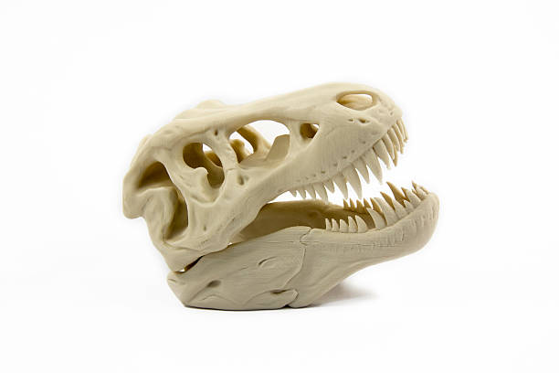 3 d モデルのプリント、恐竜のスカル - animal teeth animal skull extinct animal bone ストックフォトと画像