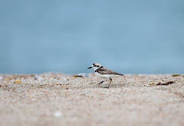 istock Malaysian Plover male (Charadrius peronii) on the beach 464757208