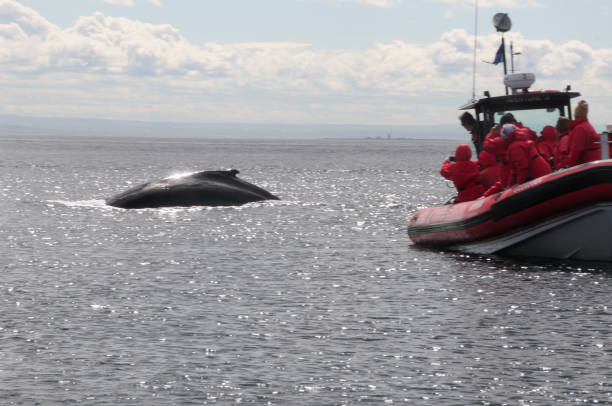 Humpback Whale, Tadoussac, Quebec, Canada Quebec, Canada - September 7, 2014: Tourists Viewing a Humpback Whale near near the confluence of the Saint Lawrence and Saguenay rivers, near Tadoussac, Quebec, Canada neta degany stock pictures, royalty-free photos & images