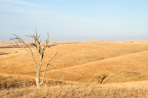 A lone tree in the prairie of the rolling Flint Hills of Kansas towards late afternoon on a sunny day.