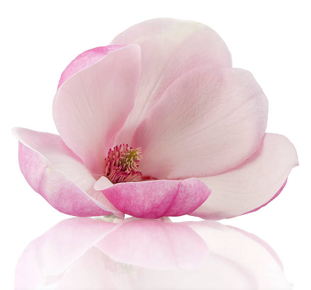 istock A single pink and white magnolia blossom 464762002