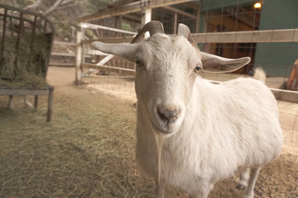 istock Year of the goat 464762170