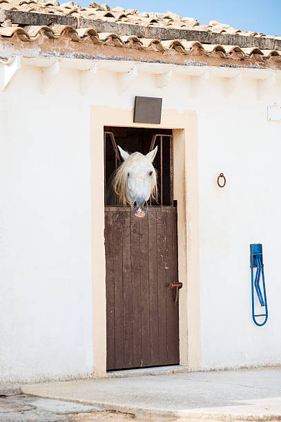 istock View of modern stable with horse. 464764896