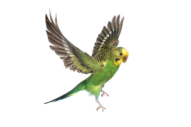 budgie take-off of a parrot on a white background parakeet photos stock pictures, royalty-free photos & images