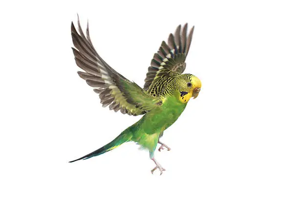 take-off of a parrot on a white background