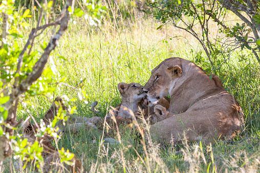 A lion cub on the plains of the Kenya, green grass in the background. mother with her baby
