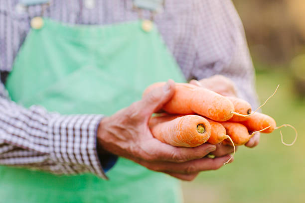 istock Hand of an Old Farmer Holding Carrots 464765424