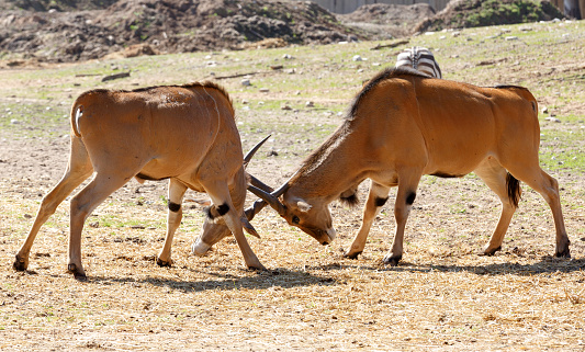 Eland antelope lucha photo