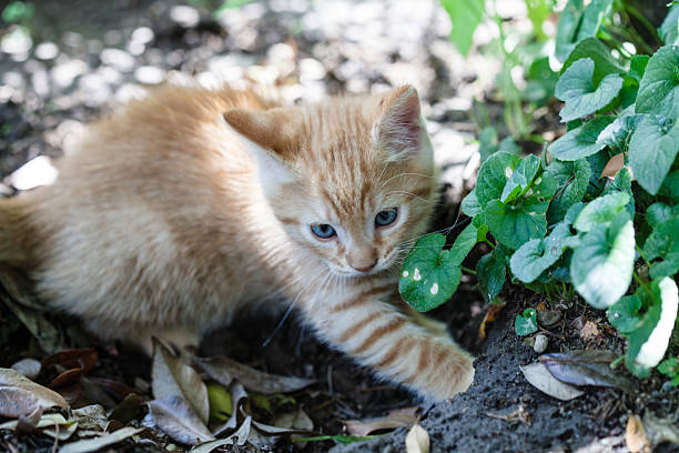 istock Little Cat in the Garden 464766156