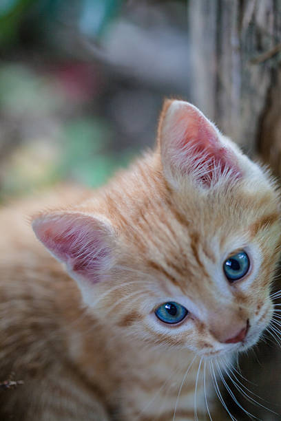 istock Little Cat in the Garden 464766352