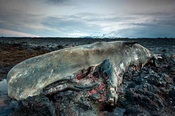 Body of a dead sperm whale in Iceland The body of a dead sperm whale. Killed by poachers in spring 2012 on west Coast of Iceland in Snæfellsnes area. iceland whale stock pictures, royalty-free photos & images