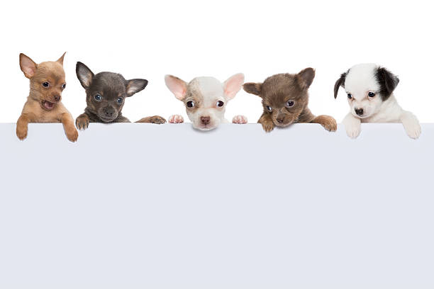 istock Dog banner of five 464770043