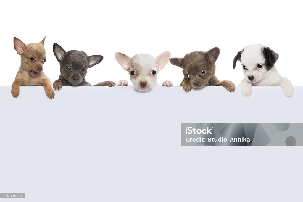 Cão de banner de cinco - Foto de stock de Animal royalty-free