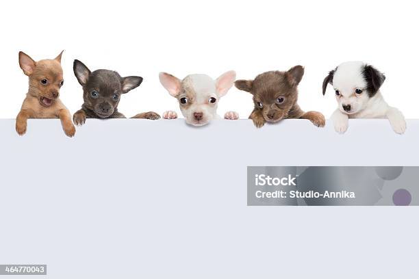 Foto de Cão De Banner De Cinco e mais fotos de stock de Animal - Animal, Animal de estimação, Animal recém-nascido