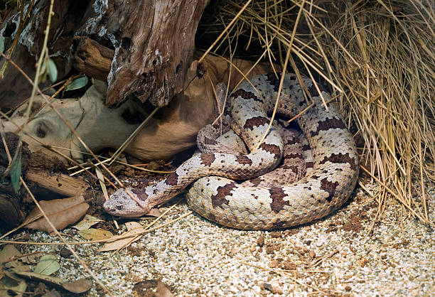 Banded Rock Rattlesnake