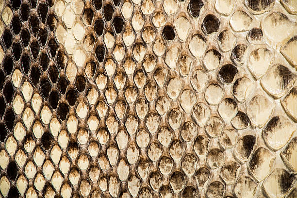 istock Texture of genuine snakeskin 464771131