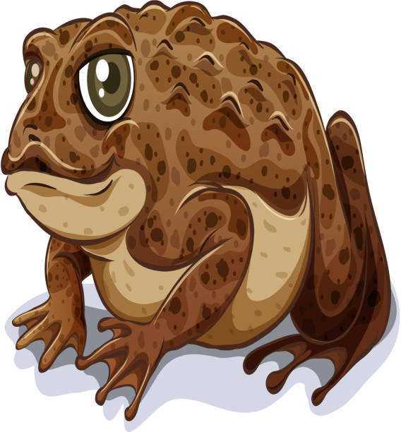 ilustrações de stock, clip art, desenhos animados e ícones de sapo - white background close up frog amphibian