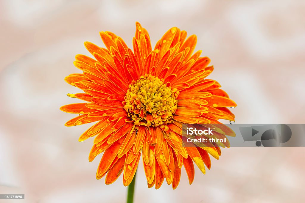 Orange Gerbera Flower. 2015 Stock Photo