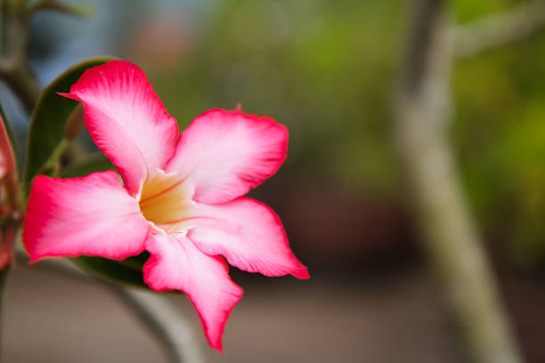 istock Desert Rose is a flower 464772215