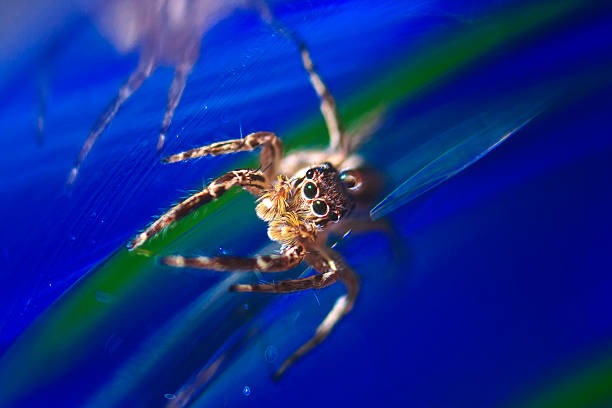 Close-up view of wolf spider isolated on black stock photo