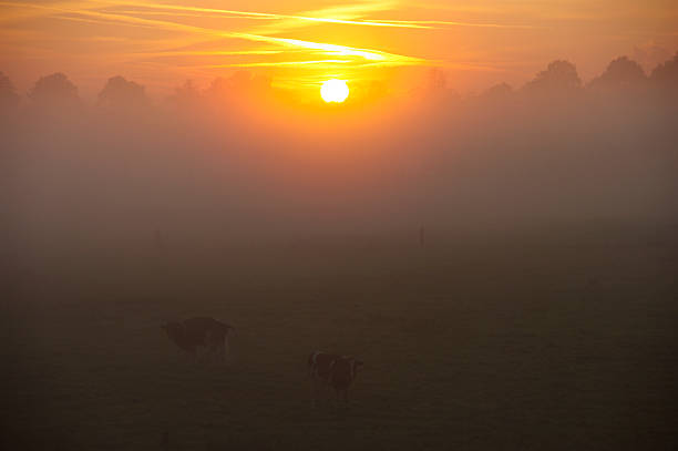 istock Cows in the mist at sunrise 464772846