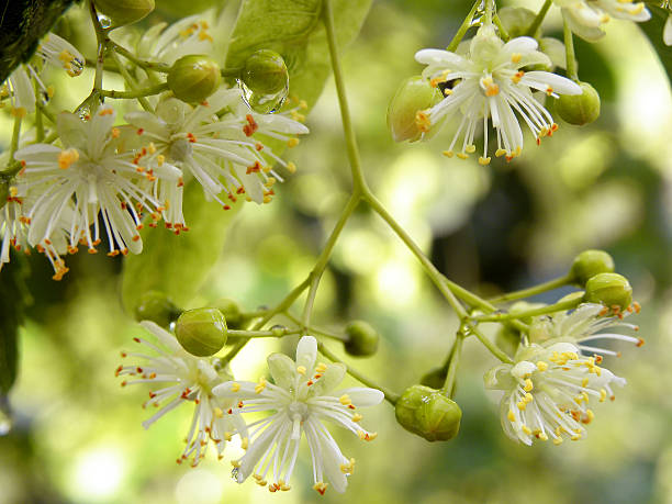 istock Twig Of Blossomimg Lime Tree With Dewdrops 464773158
