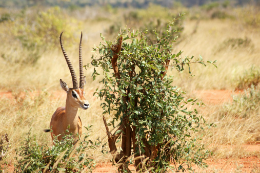 Grant Gazelle. Tsavo East National Park, Kenya.