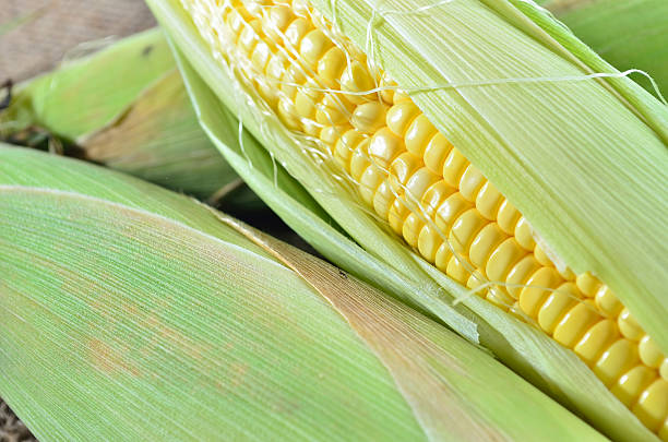 istock An ear of corn on gunny 464775530