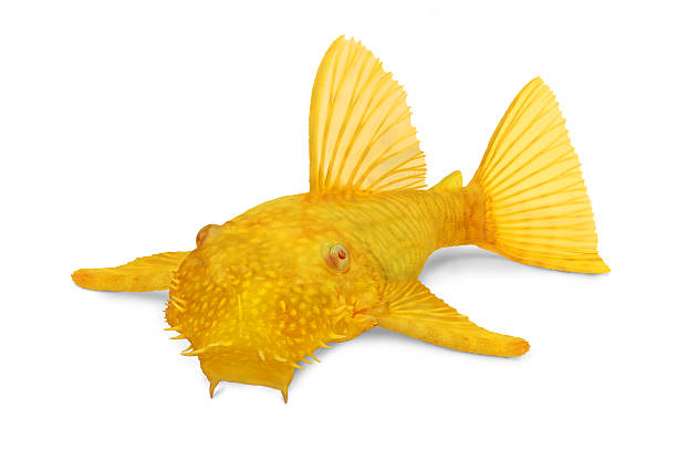 golden ancistrus pleco catfish homme albino bristle-nez - ancistrus photos et images de collection