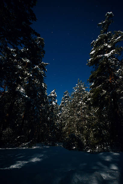 istock Night view of snow-covered fir trees 464776350