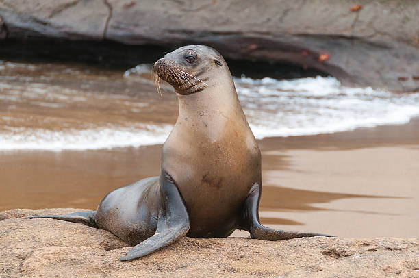istock Galapagos sea lion alert on beach 464777203