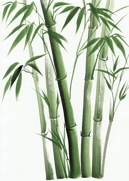 акварельная живопись бамбука - tree watercolor painting leaf zen like stock illustrations