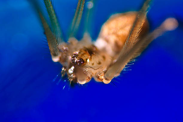 Close-up view of wolf spider isolated on black stock photo